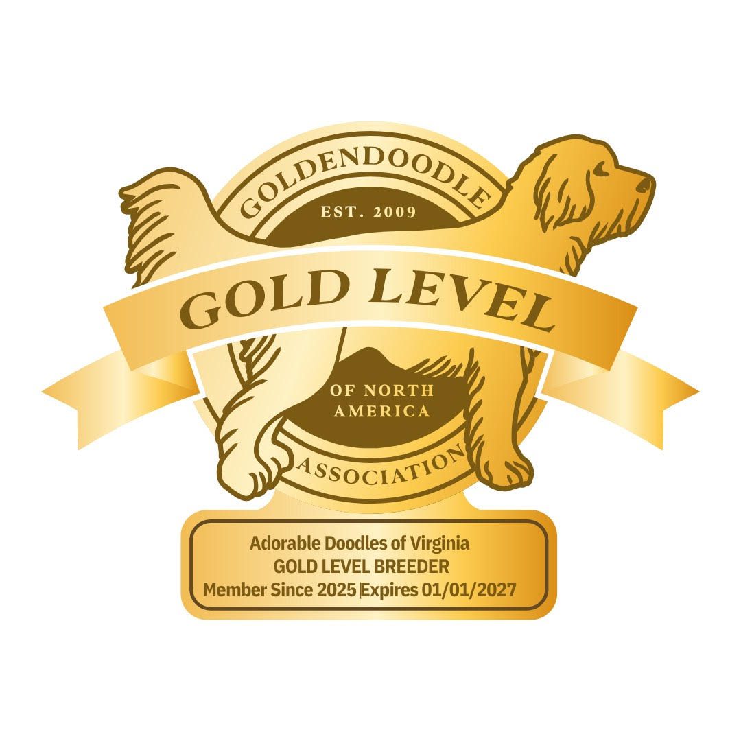 goldendoodle